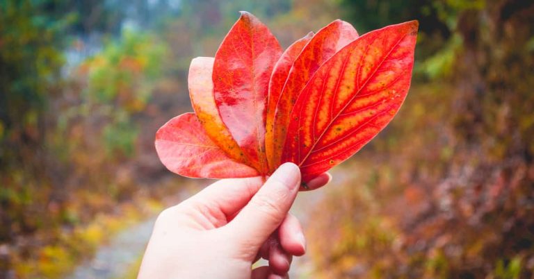 A hand holding up six orange-yellow autumn leaves in a fan shape, with a blurred background of autumn foliage in a woodland